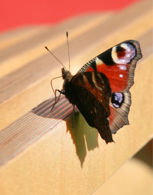 Ökologisch & nachhaltig – Bild 4